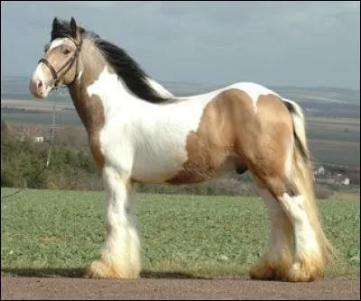 Que désigne la robe isabelle pie ?