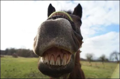 Le dentiste vient pour voir les chevaux des clubs :