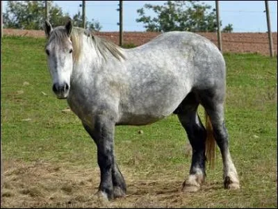 Quelle est la race de ce cheval ?