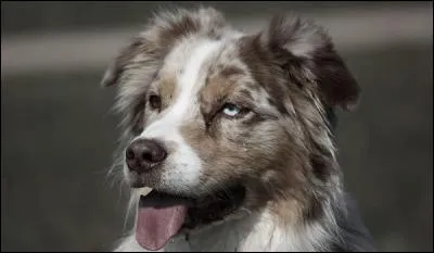 Qui chantait "Pauvre chien perdu dans la ville, y a des abris pour toi mon vieux, on a la conscience tranquille, mais quand on regarde tes yeux on a le coeur gros" ?
