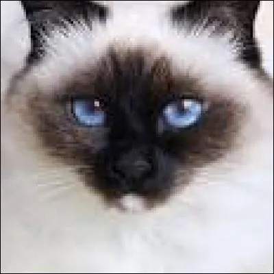 A-t-elle un animal de compagnie ?