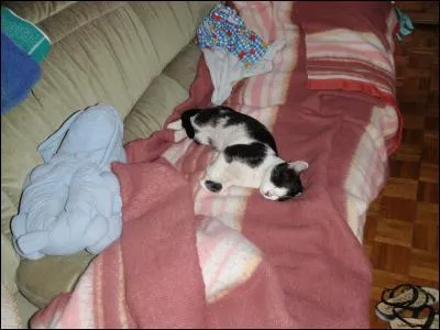 Comment appelle-t-on cette nouvelle méthode de relaxation et de lutte contre le stress, grâce aux chats ?