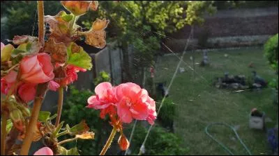 De quel continent est originaire le géranium de nos jardins ?