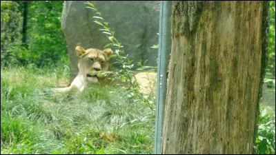 Chez les guerriers Masaïs, comment appelle-t-on cet adolescent, qui, en d'anciens temps, devait tuer un lion à l'aide de sa sagaïe, pour devenir un homme ?