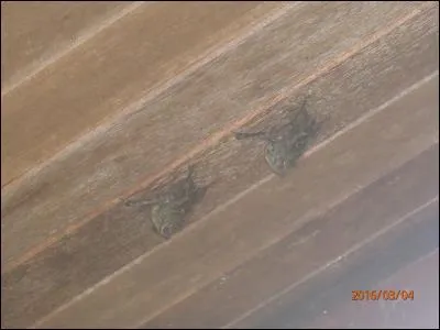 Mis à part l'animal, que peut être d'autre une chauve-souris ?