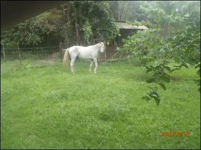Quelle est la particularité de ce cheval américain, le mustang ?