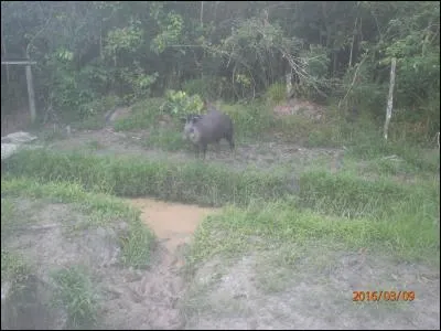 Dans lequel de ces trois films peut-on voir un tapir ?