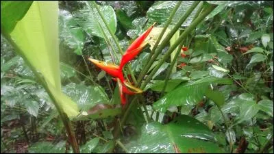 Trouvez l'auteur de la citation : On compare les fleurs aux femmes. On a tort. Il y aura toujours entre elles, cette différence que les fleurs sont belles ... et ne le savent pas !