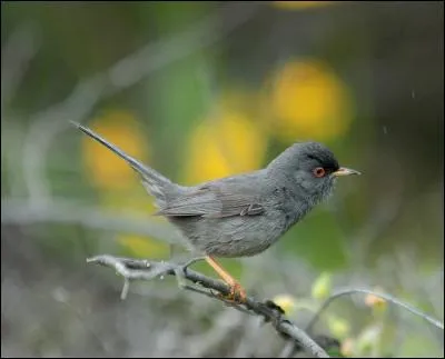 Quelle est cette fauvette end&eacute;mique de quelques &icirc;les m&eacute;diterran&eacute;ennes ?