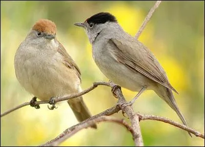 Quelle est cette fauvette ? (Sur la photo le m&acirc;le est &agrave; droite et la femelle &agrave; gauche.)