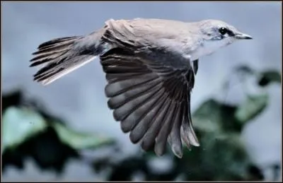 Quelle est cette fauvette qui niche de la France &agrave; la Sib&eacute;rie ?