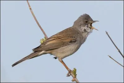 Quelle est cette fauvette r&eacute;partie dans tous les pays europ&eacute;ens, &agrave; l'exception de l'Islande ?