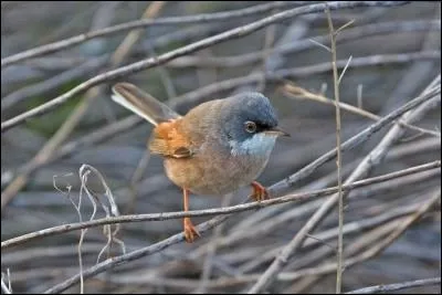 Cette fauvette ressemble beaucoup &agrave; la pr&eacute;c&eacute;dente mais a une aire de r&eacute;partition beaucoup plus restreinte. C'est...