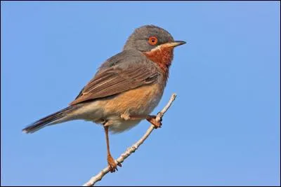 Quelle est cette fauvette, une migratrice transsaharienne ?