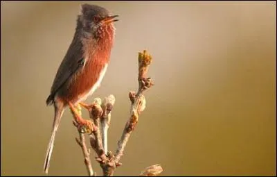 Quelle est cette fauvette qui n'est pr&eacute;sente que dans une douzaine de pays nord-africains et europ&eacute;ens ?