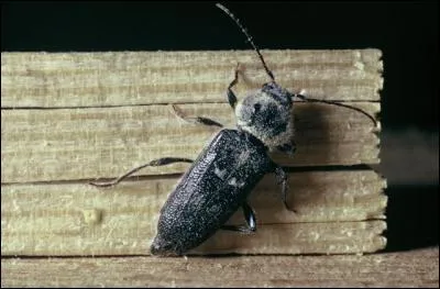 Je suis entre le 21 décembre et le 20 janvier et mon élément est la terre. Qui suis-je ?