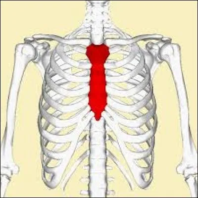 Science - Comment s'appelle l'os qui est en rouge sur l'image ?