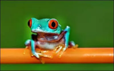 Animaux - Parmi ces animaux, lequel coasse ?