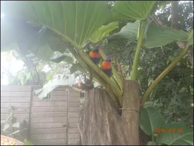 Trouve le nom de ces oiseaux !