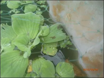 Regarde attentivement, que vois-tu sur la photo ?