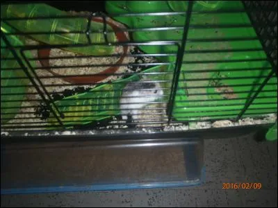 Si tu as trouvé que la photo représentait une cage, jusque là tu as tout bon, mais quel animal vois-tu à l'intérieur ?