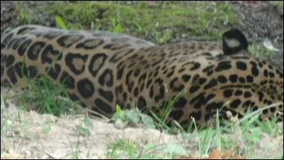 C'est un félin d'Amérique qu'il te faut trouver !