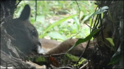 Lui aussi est un prédateur américain, qui est-il ?