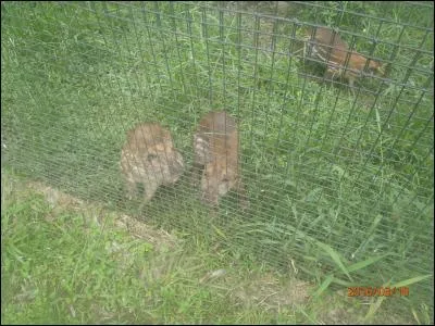 C'est un rongeur d'Amérique du Sud et Centrale, le connais-tu ?