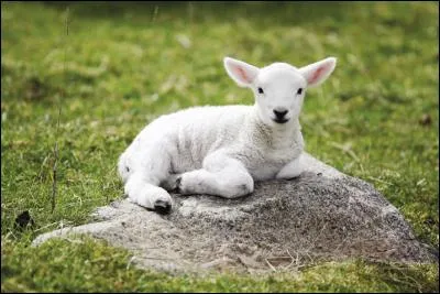 Quel est cet animal ?