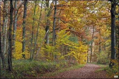 C'est une forêt royale des Yvelines.