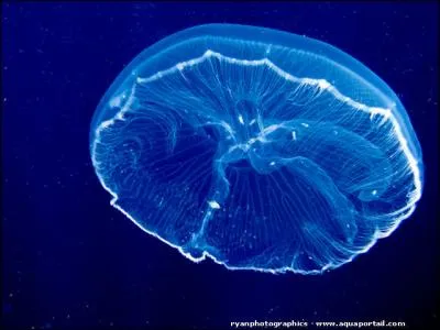 Quel autre nom donne-t-on à la méduse bleue ?