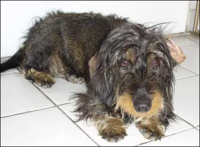 Quelle est la race de ce chien ?