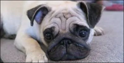 Comment s'appelle son chien ?