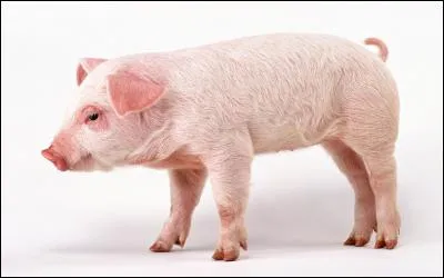 Quelle est la couleur de cet animal ?