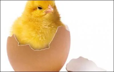 Quelle est la couleur du poussin ?