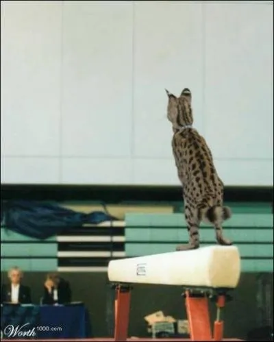 Quelle est cette discipline olympique (Gymnastique) ?