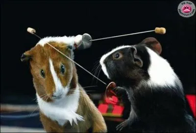 Quelle est cette discipline olympique ?