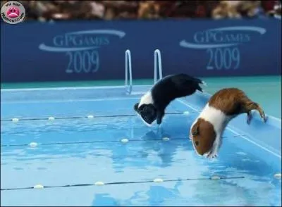 Quelle est cette discipline olympique ?