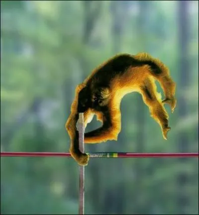 Quelle est cette discipline olympique (Athltisme) ?