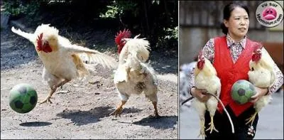 Quel est ce sport mondialement connu ?