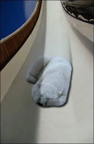 Quelle est cette discipline olympique d'Hiver ?