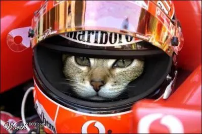 Dans quel vhicule est embarqu ce chat ?