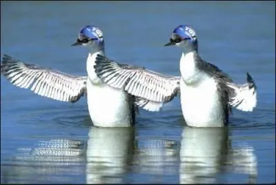 Quelle est cette discipline aquatique ?