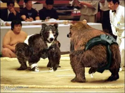 Quel est ce sport trs clbre au Japon ?