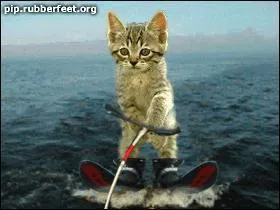 Quel sport est pratiqu par ce petit chat ?