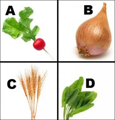 Quel végétal n'est pas un synonyme du mot "argent" ?