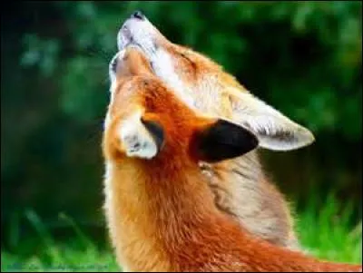 Les renards sont souvent victimes...