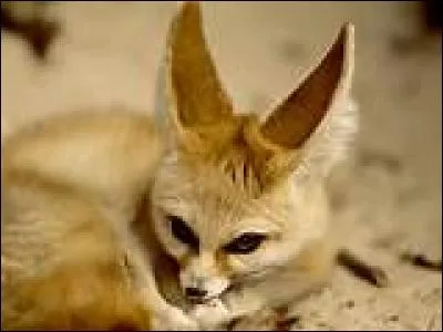 Et quel est le nom de ce cousin-ci ?