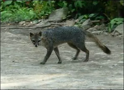 Ce renard-ci aime être en hauteur et il grimpe aux arbres, comment s'appelle-t-il ?
