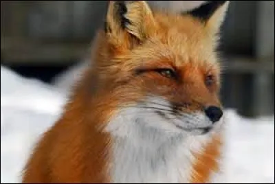 Mais au fond, ils sont tous...